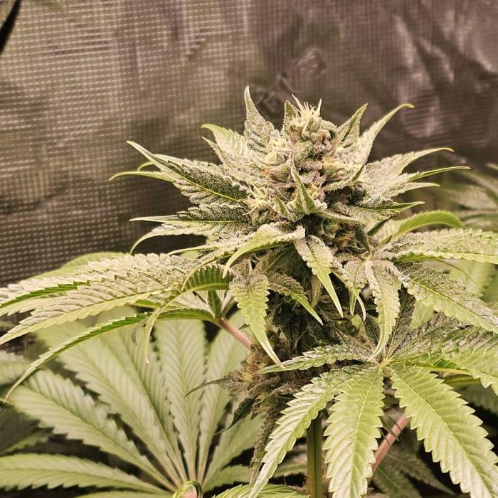 c0bdfe98cc8a5a0fbc2e71a779bf1c8e l c0bdfe98cc8a5a0fbc2e71a779bf1c8e l